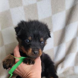 Green boy - Black and mahogany male Rottweiler puppy in Custer County, Oklahoma from Rough Creek Kennels