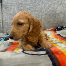 Theodore - Red male Dachshund puppy in Gainesville, Texas from Diamond B Doxies