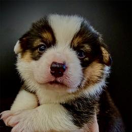 Princeton-AKC red head tri, natural long tail - Black and tan male Pembroke Welsh Corgi puppy in Taylorsville, North Carolina from Mill Creek’s Pembroke Welsh Corgis and French Bulldogs