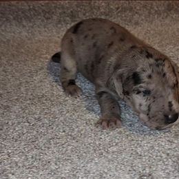 Nova - Merle female Great Dane puppy in Walker, Louisiana from La Rebel Danes