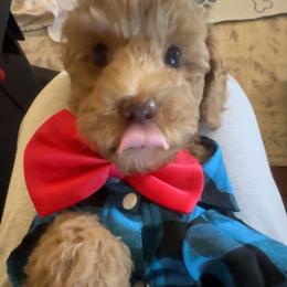 David - Red  male Goldendoodle puppy in Decatur, Texas from Scherrer Sweet Goldendoodles