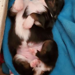 Australian Shepherd Puppies from Bur Oak Aussie's