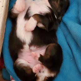 Australian Shepherd Puppies from Bur Oak Aussie's