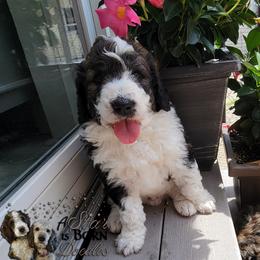 Bernedoodle Puppies from A Star is Born Doodles