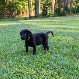 Yellow - Black male Labrador Retriever puppy in Heath Springs, South Carolina from Rich Hill Retrievers