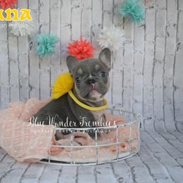 Banana - Tricolors female French Bulldog puppy in Loxahatchee, Florida from Blue Wonder Frenchies