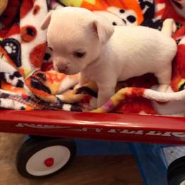 Boy 2 - Cream and white male Chihuahua puppy in Orange, Texas from Tiny Paws from God