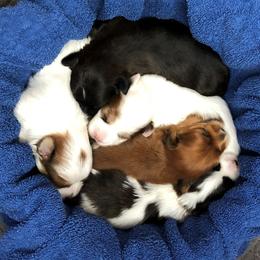 Havanese Puppies from LUCKY HAVANESE