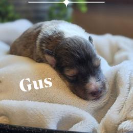 Gus - Sable and white male Shetland Sheepdog puppy in Gladbrook, Iowa from T Triple C Shelties