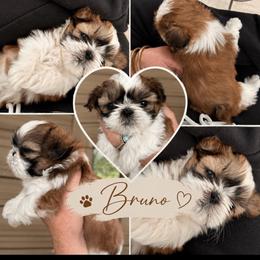 Bruno - Red and white male Shih Tzu puppy in Dallas, Texas from Heart and Soul Shih Tzu