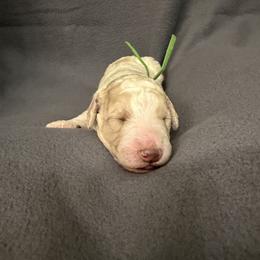Jasper - Parti male Poodle puppy in Surprise, Arizona from Gentle Paw Goldendoodles