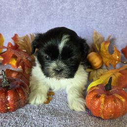 Black girl with white - Blue and white female Shih Tzu puppy in Vinita, Oklahoma from Locust Creek Shih Tzu & Havanese