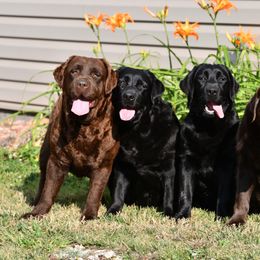 Labrador Retriever Puppies from Balewater Labradors