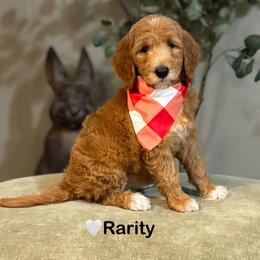 Rarity-White - Apricot female Goldendoodle puppy in Bay City, Texas from Charming Doods Goldendoodles