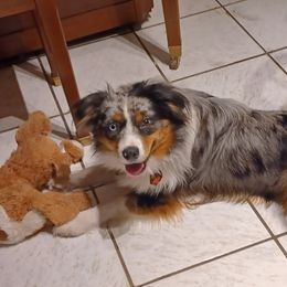 Asher - Australian Shepherd