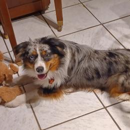 Asher - Australian Shepherd