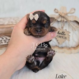 Lake - Black and tan male Yorkshire Terrier puppy in Greenwood County, South Carolina from TCB Yorkies