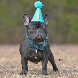 French Bulldog All Grown Up from Queens of The South Frenchies