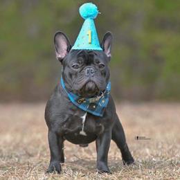 French Bulldog All Grown Up from Queens of The South Frenchies