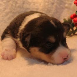 Samantha - Black and tan female Pembroke Welsh Corgi puppy in North Manchester, Indiana from Covered Bridge Corgis