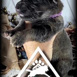 Blitz - Blue female German Shepherd puppy in Sequim, Washington from German Shepherd Haus