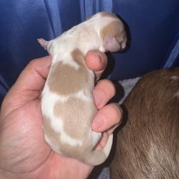 Puppy 6 - Dapple female Dachshund puppy in Copperas Cove, Texas from Creme de la Creme Dachshunds