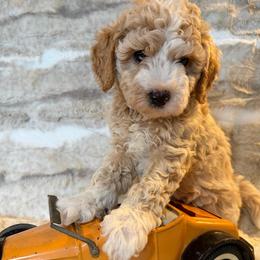 Boy 1 'Lincoln' - Parti male Goldendoodle puppy in Kearneysville, West Virginia from Daydreamer