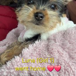 Girl 1 (Purple Collar) - Black and tan female Yorkshire Terrier puppy in Toledo, Ohio from Laura's Yorkies