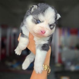 Kelley - Black and white female Pomsky puppy in Mc Callsburg, Iowa from SZ Rolling Acres LLC