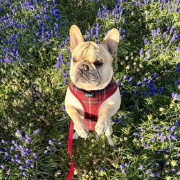 Buddha - French Bulldog