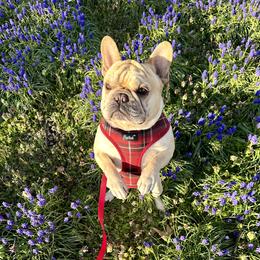 Buddha - French Bulldog