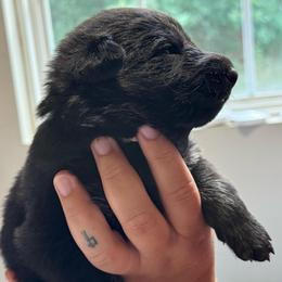 Apple pie - Bi-color female German Shepherd puppy in Salem, Virginia from Vom Kylohaus German Shepherds