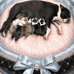 Black N White domino dot - Black and white female Boston Terrier puppy in San Antonio, Texas from JT Bostons