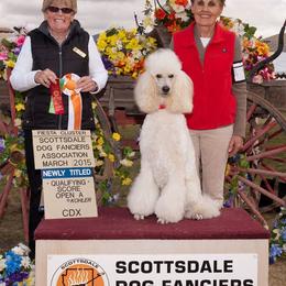 Poodle All Grown Up from Tiara Standard Poodles