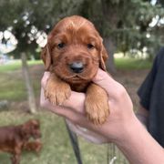 Yellow-Fleur Delacour - Mahogany female Irish Setter puppy in Franklin, Idaho from Spring Creek Irish Setters