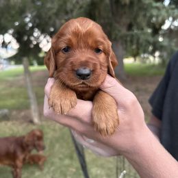 Yellow-Fleur Delacour - Mahogany female Irish Setter puppy in Franklin, Idaho from Spring Creek Irish Setters