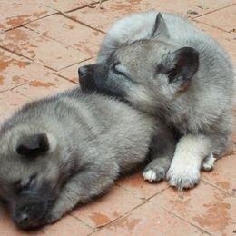 Norwegian Elkhounds from Trolan Norwegian Elkhounds