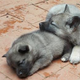 Norwegian Elkhounds from Trolan Norwegian Elkhounds