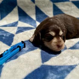Truffle - Chocolate and cream female Dachshund puppy in Stilwell, Oklahoma from Mountain Top Dachshunds