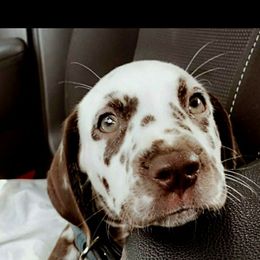 Dalmatian Puppies from Sublime Dalmatians