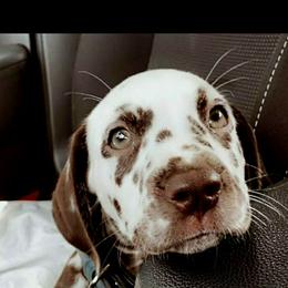 Dalmatian Puppies from Sublime Dalmatians