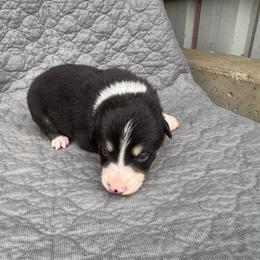 Boy 1 - Tri-color male Border Collie puppy in Centerville, Washington from Forthright Farms