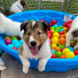 Pete - Sable and white male Collie puppy in St Augustine, Florida from Saltwater Collies LLC