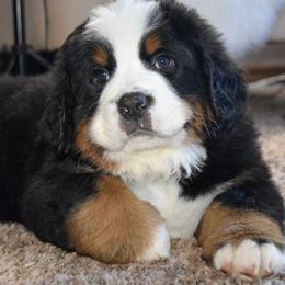 Bernese Mountain Dog Puppies from Breakfield Berners