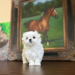 Estelle - White and lemon female Maltese puppy in Montclair, California from House of Paws Kennel