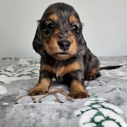 Black and tan dapple female - Dapple female Dachshund puppy in Belle Rive, Illinois from Akin's Miniature Dachshunds, LLC