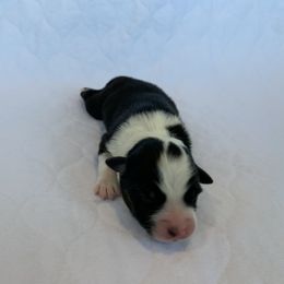 Bean - Australian Shepherd puppy in St. Augustine, Florida from Ancient City Aussies