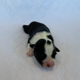Bean - Australian Shepherd puppy in St. Augustine, Florida from Ancient City Aussies