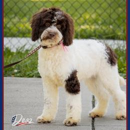 Janet - Brown white and tan female Cockapoo puppy in Connersville, Indiana from Deaz Doodle Ranch