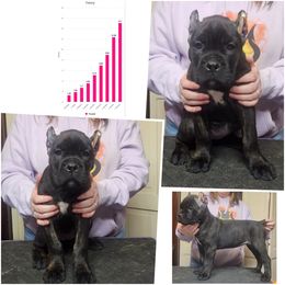 Felony (black brindle) - Black brindle female Cane Corso puppy in Manitowoc, Wisconsin from Sinner & Saint Cane Corso
